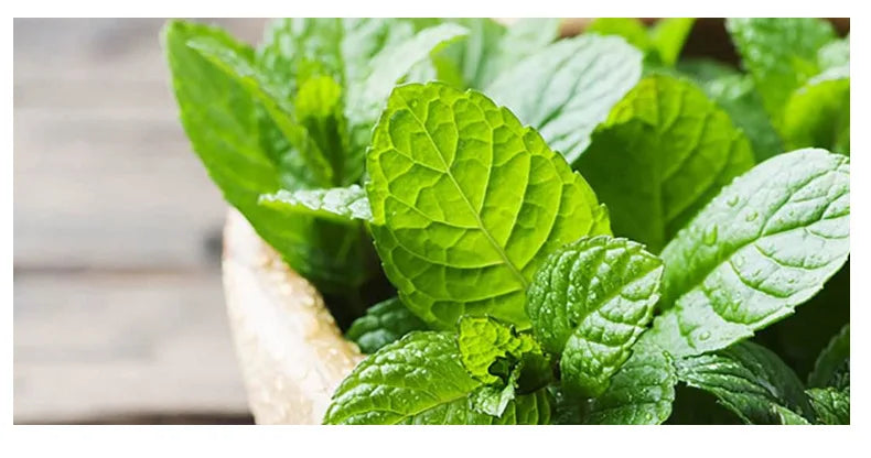 feuilles de menthe